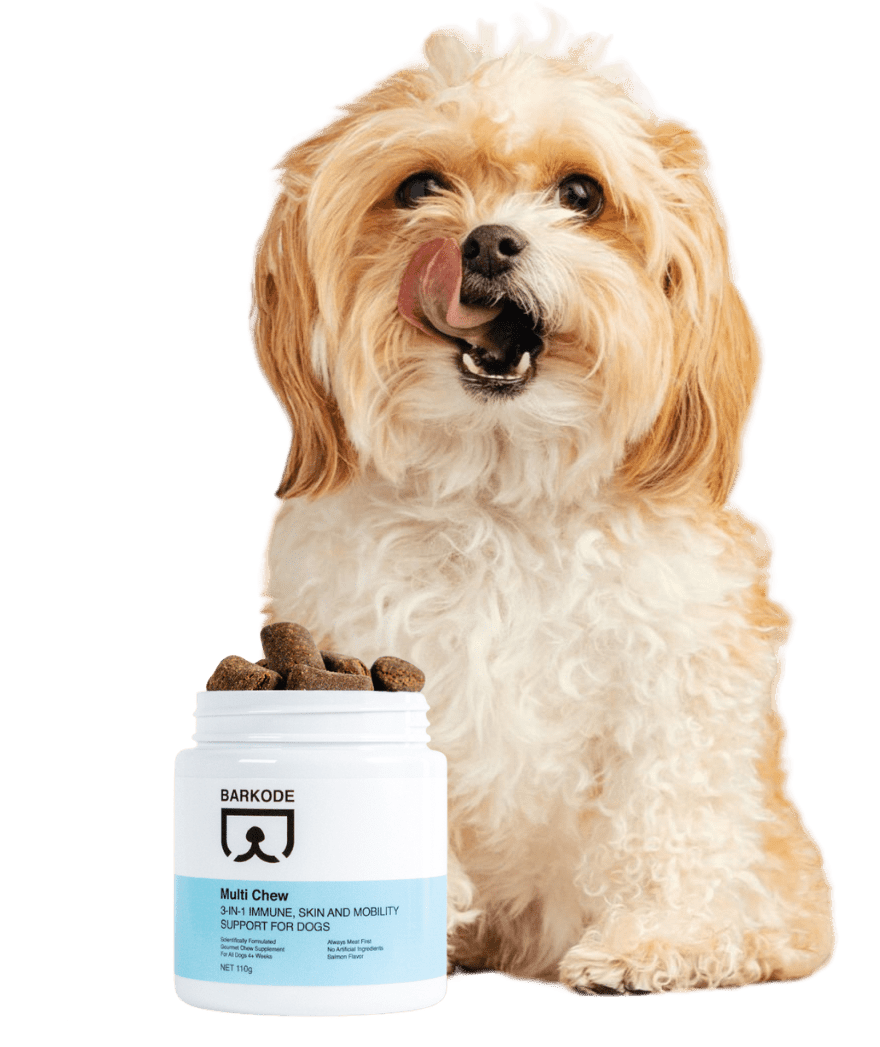 Perro con Multi Chew
