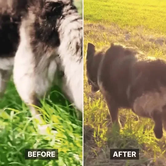 Foto del mismo perro antes y después